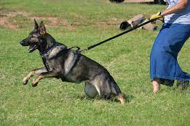 German shepherds