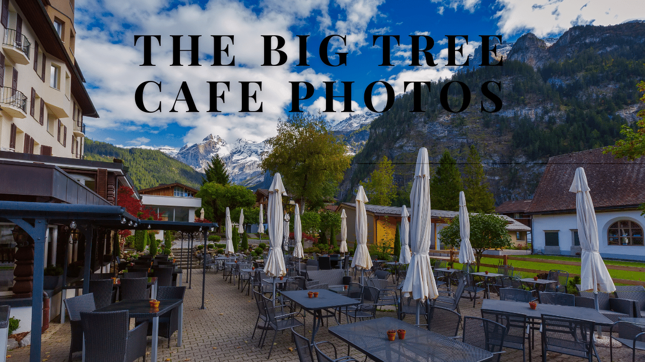 The Big Tree Cafe Photos