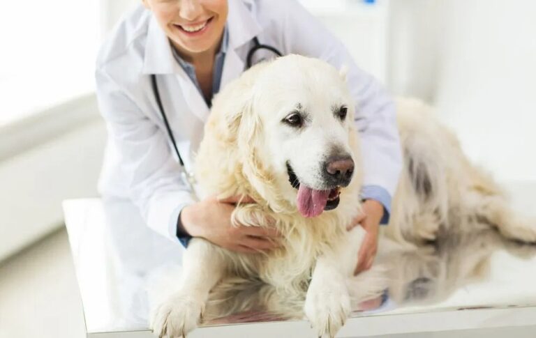 What Does A General Veterinarian Do? A Look At Comprehensive Pet Care