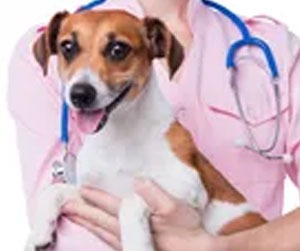 Understanding the Crucial Role of General Veterinarians in Animal Health