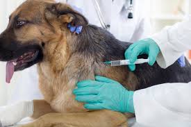 Understanding Vaccinations: Keeping Your Pet Protected