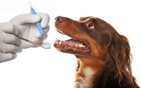 Dental Care For Pets: A Vital Service At Animal Clinics