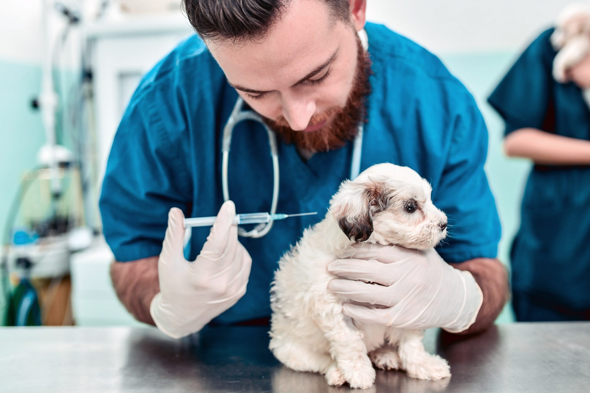 How General Veterinarians Help With Pet Vaccinations And Immunizations